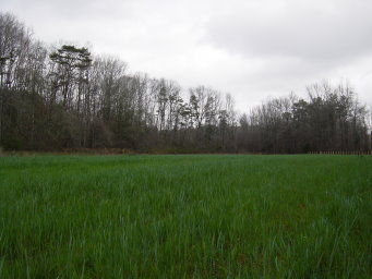 Field